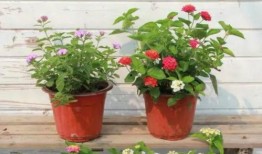 单挑派对最新爆料视频,最新爆料视频深度解析