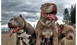 烂脸比特爆料视频,揭秘视频背后的惊人真相