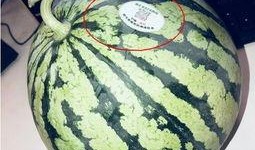 莆田网红吃瓜,揭秘网络红人的幕后故事