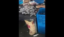 假鸡血爆料制作过程视频,视频带你一探究竟