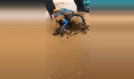 荒地在线观看,探寻未知世界的探险之旅