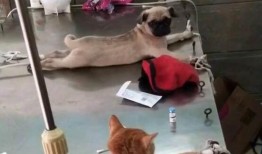 巴哥最新爆料萨博是谁,萨博身份之谜，真相即将揭晓！