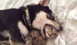 二狗很忙爆料视频在线观看,视频内容大揭秘