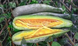 莆田网红吃瓜,揭秘网络红人的幕后故事