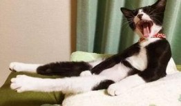 巴哥最新爆料萨博是谁,萨博身份之谜，真相即将揭晓！