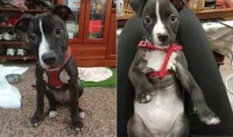 烂脸比特爆料视频,揭秘视频背后的惊人真相