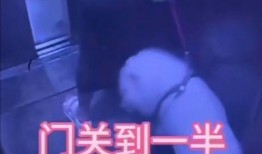 二狗很忙爆料视频在线观看,视频内容大揭秘