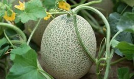 电影吃哈密瓜视频大全免费观看